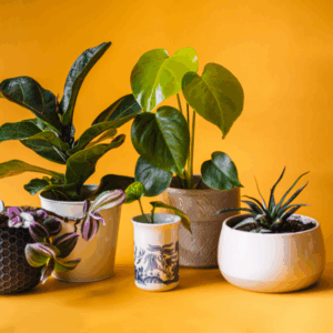 plantas interiores